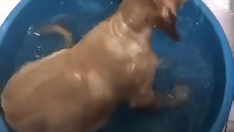 Puppy Loves Playing in her Bath