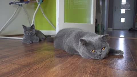Blue British Shorthair Cats