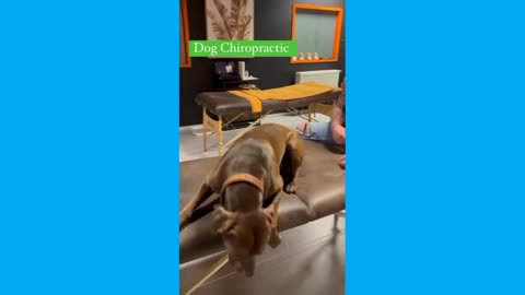 Animal Chiropractic Adjustment Compilation, Animal Chiropractor | Chiropractic Crack Videos
