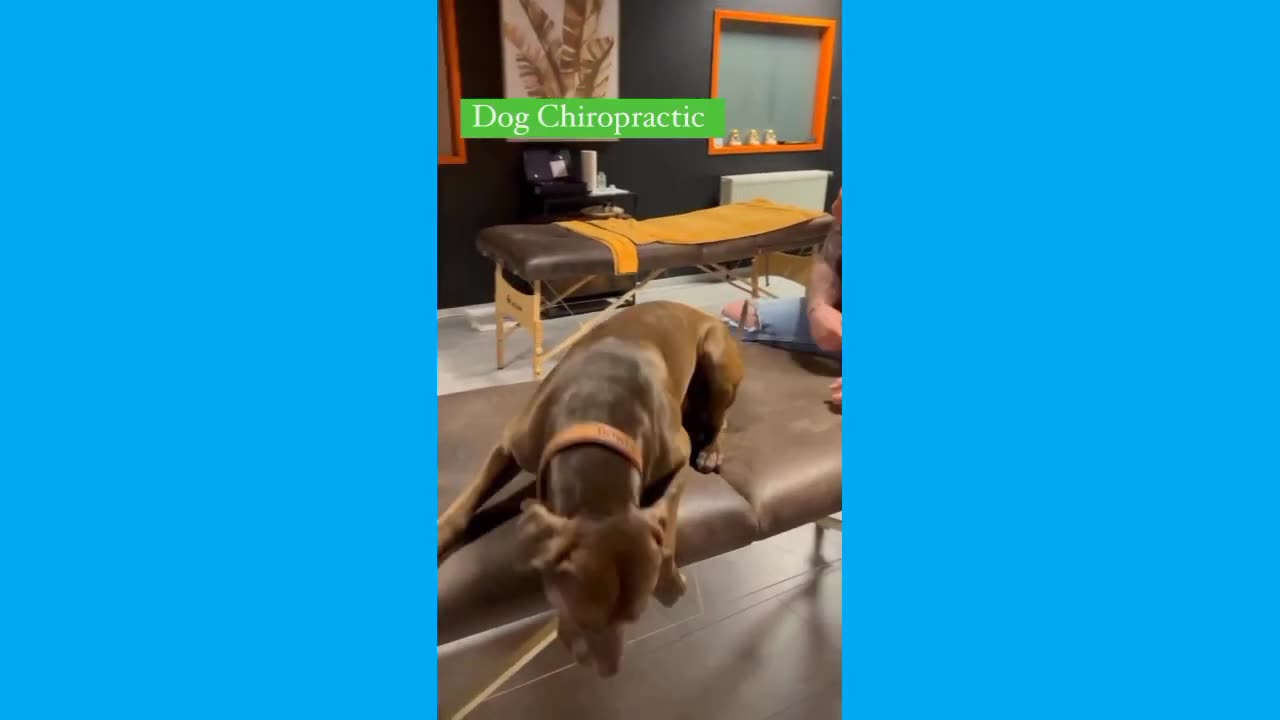 Animal Chiropractic Adjustment Compilation, Animal Chiropractor | Chiropractic Crack Videos