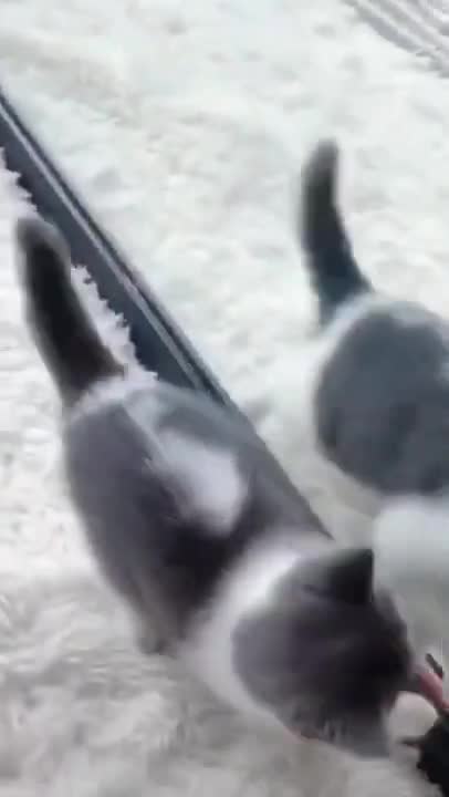 Cute Cats #Shorts Funny video #shorts