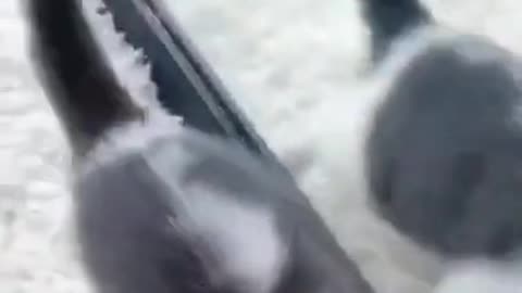 Cute Cats #Shorts Funny video #shorts