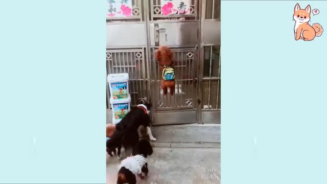 Smart puppy dog ESCAPES prision