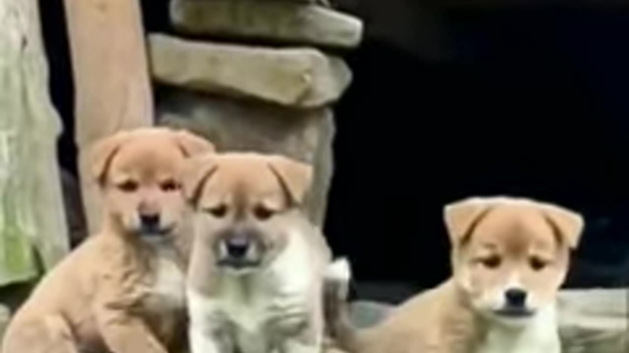 Dog puppies barking#trending#viralshorts