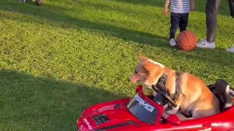 DOG TRIES PARALLEL PARKING