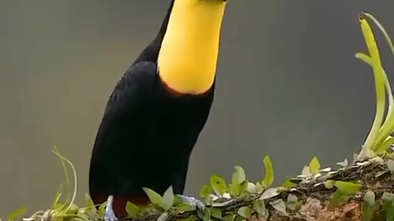 The toucan can be immediately recognized by its long, massive beak