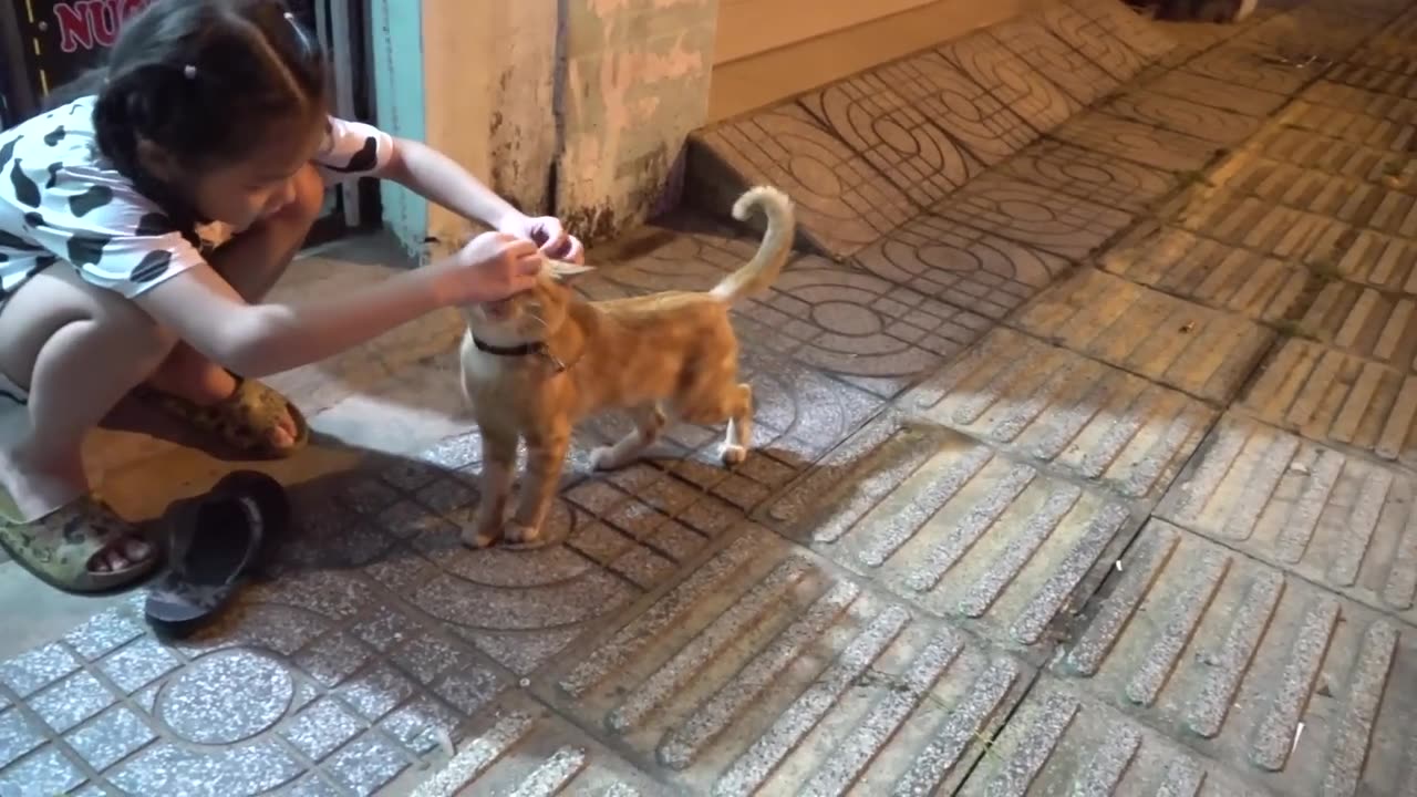 Funny videos