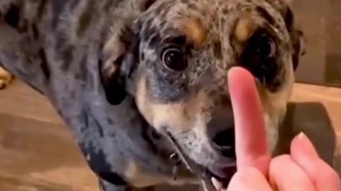 Dog Reaction in the face of the middle finger