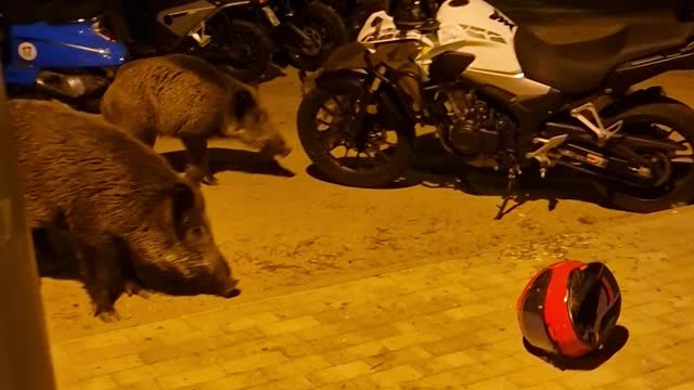 Man Bullied by Boars