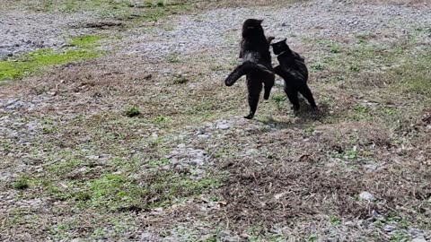 BLACK PANTHERS COLLIDE IN SLOW MOTION