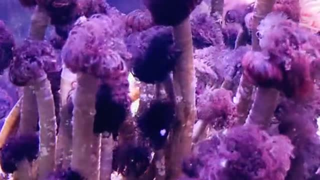 Feather duster worms or truffula trees