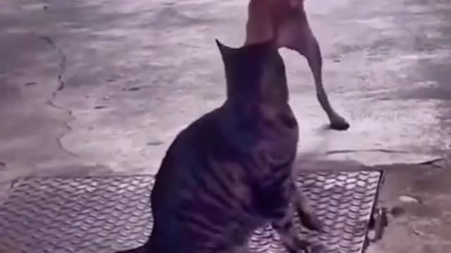 Dance video dog