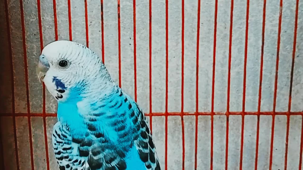 Australian Budgies