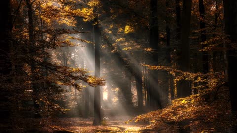 nature, forest, sunrays