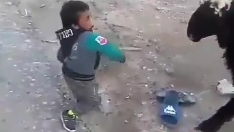 YOUNG FIGHTER VS SHEEP