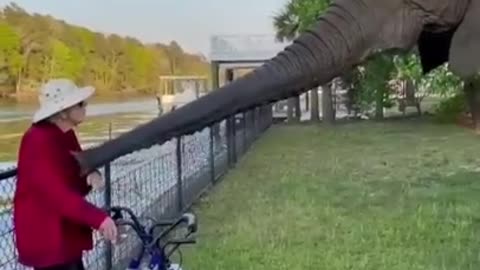 Funny Animals