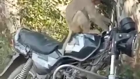 Funny animals monkey 🐒