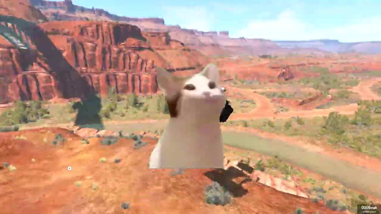 A FUNNY CAT EDIT