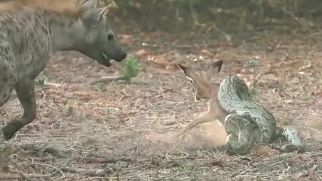 Hyena see antelope by boa constrictor winding