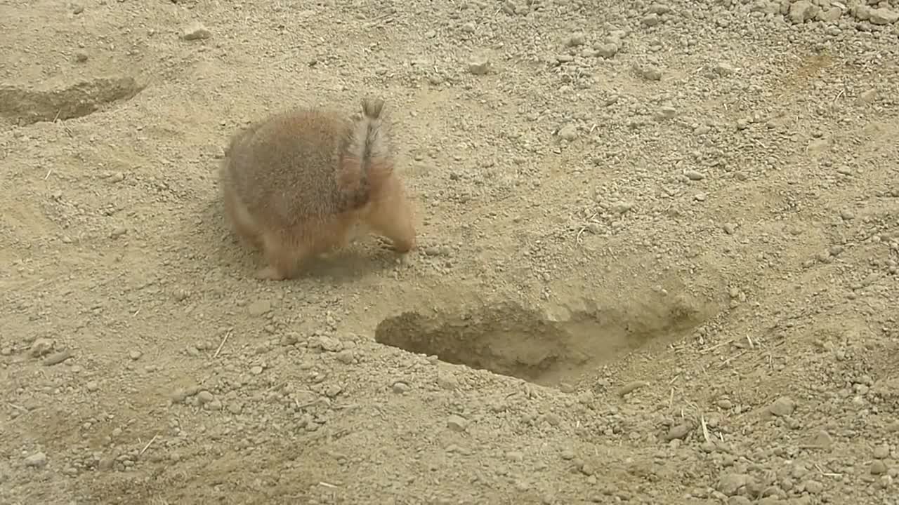 プレーリードッグ 巣穴の占拠に対する嫌がらせ工作 東山植物園