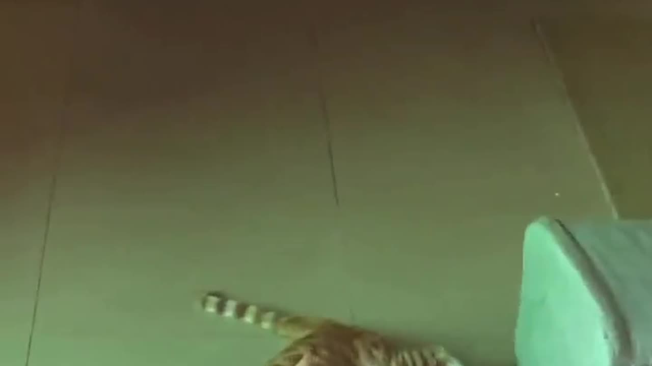 Funny Cat