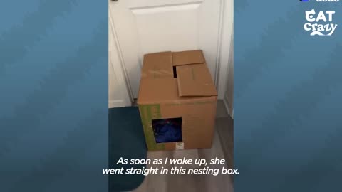 Mama Cat Does The Cutest Thing While She's In Labor