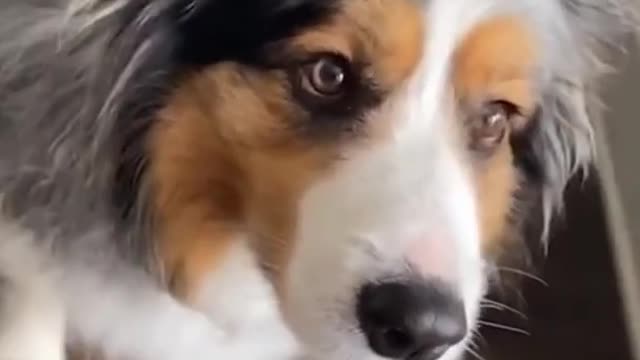 TOP 3 Funniest DOG Videos in 1 MINUTE