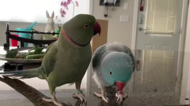 Parrot Brothers Adorably Talk To Each Other