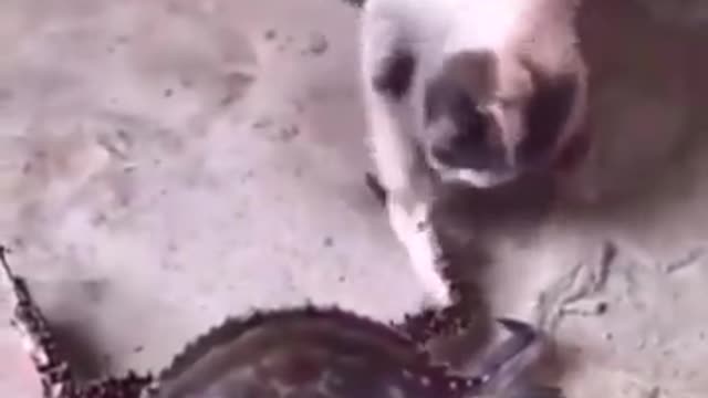 Cats Being Idiots 🤣 #cats #funnycats #funnycat #funnyanimals