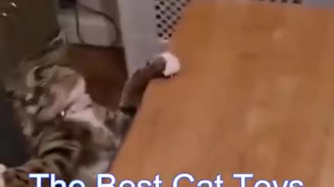 Best Funny Cat Videos