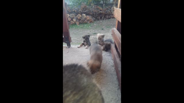 Puppies climb stairs for the first time