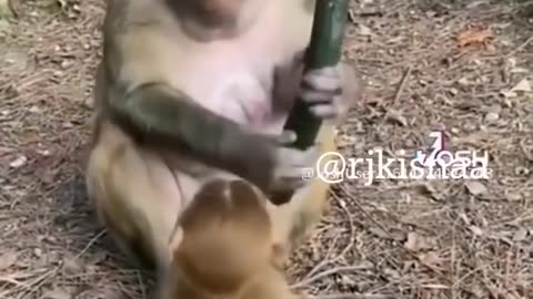 Animal funny video