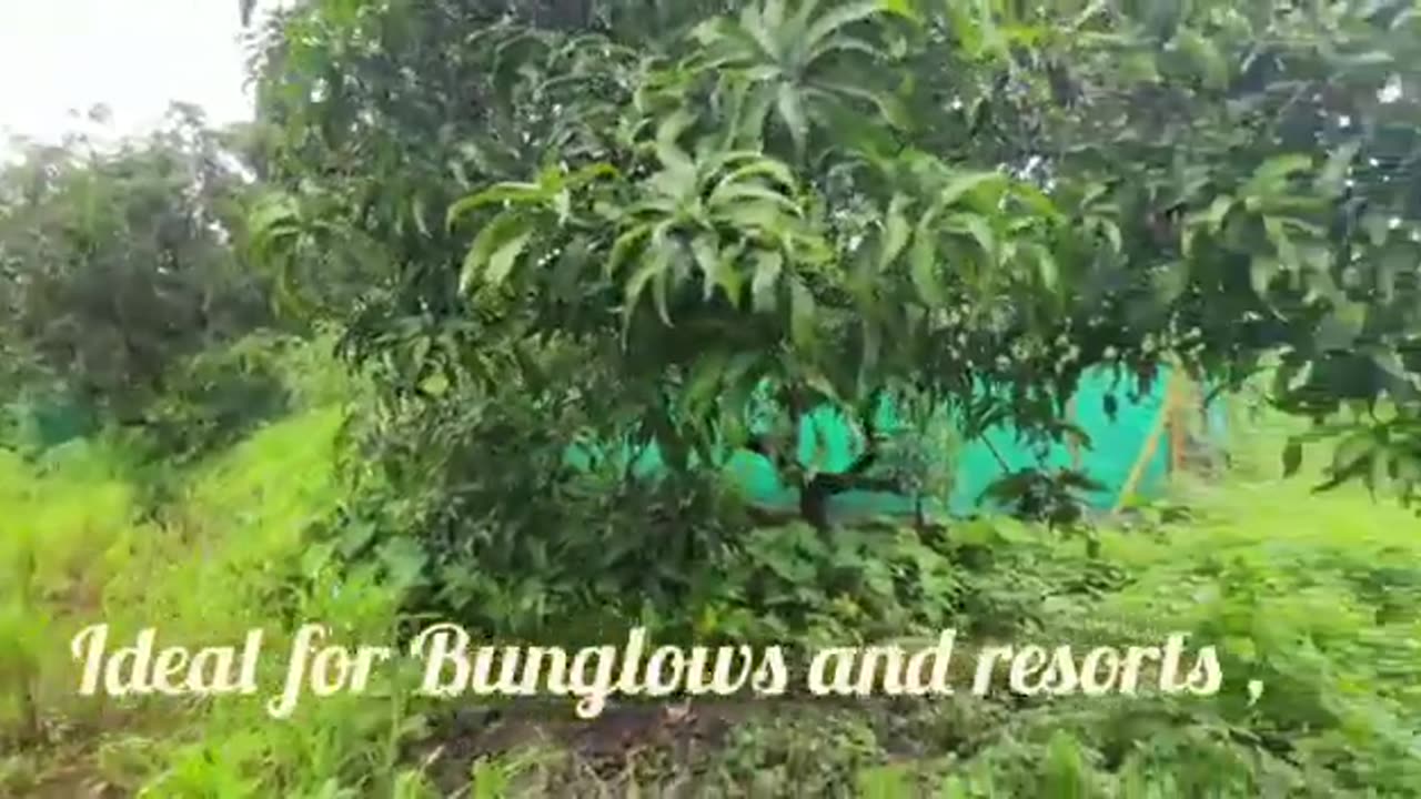 20 gunthe plot for sale alibag