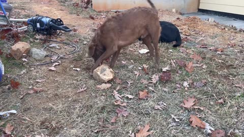 Dog goes Berserk over Rock!