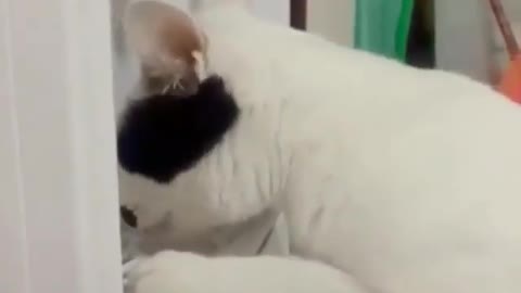 this is the behavior of a cat at home when there is no one