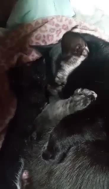 Willow giving love to her new baby kittens 😺