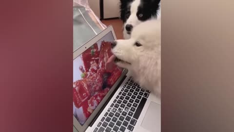 Funny Cats and Dogs Videos😺🐶 2023's Funniest Animals, funny animals