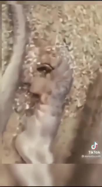 DUMBS - THESE CREATURES LIVING IN THE TUNNELS - PT1