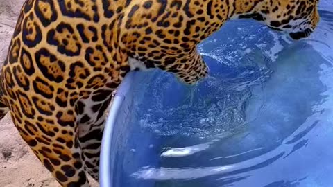 Tiger swimming