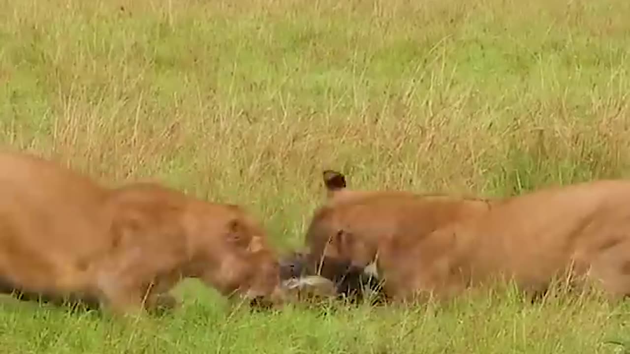 Lucky hyena escapes Lions Attack #Lions #animals #wildlife #shorts