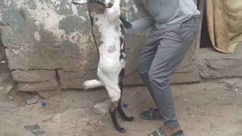 Human vs Animals love