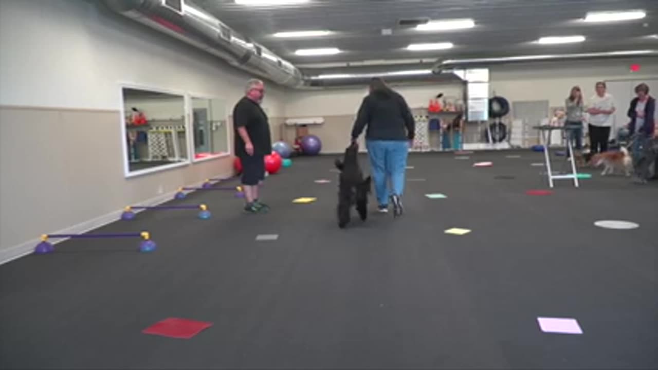 Dog training