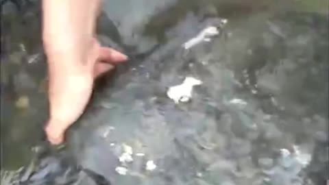 Amazing Fishing