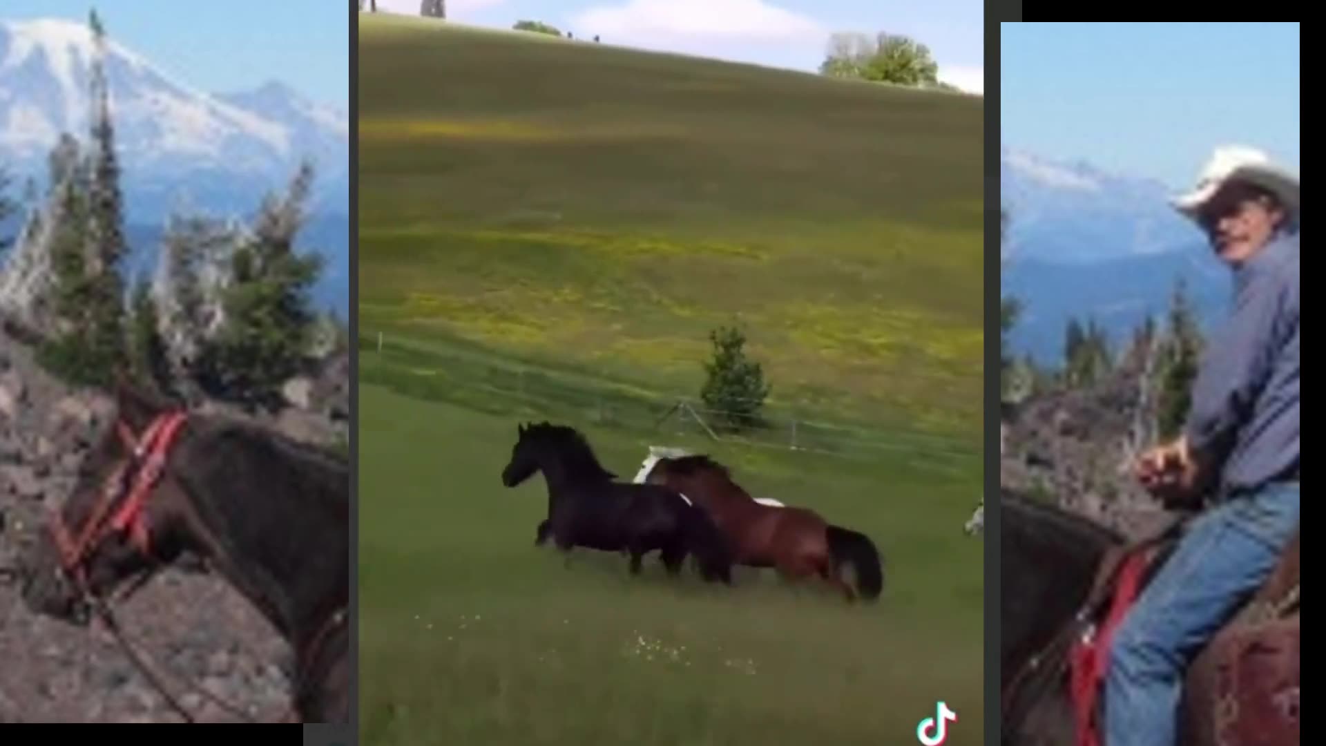 Horses - Patriots -And A Song Of Freedom - We Wont Take It Any More