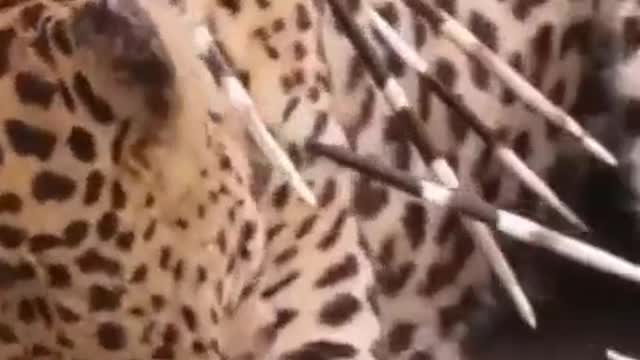 mistakes when hunting porcupines, leopard receive a tragic ending#animal #leopard