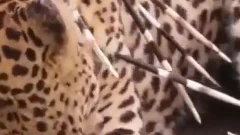 mistakes when hunting porcupines, leopard receive a tragic ending#animal #leopard