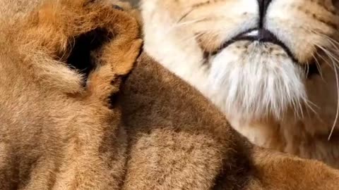 #Amazing facts about lions #