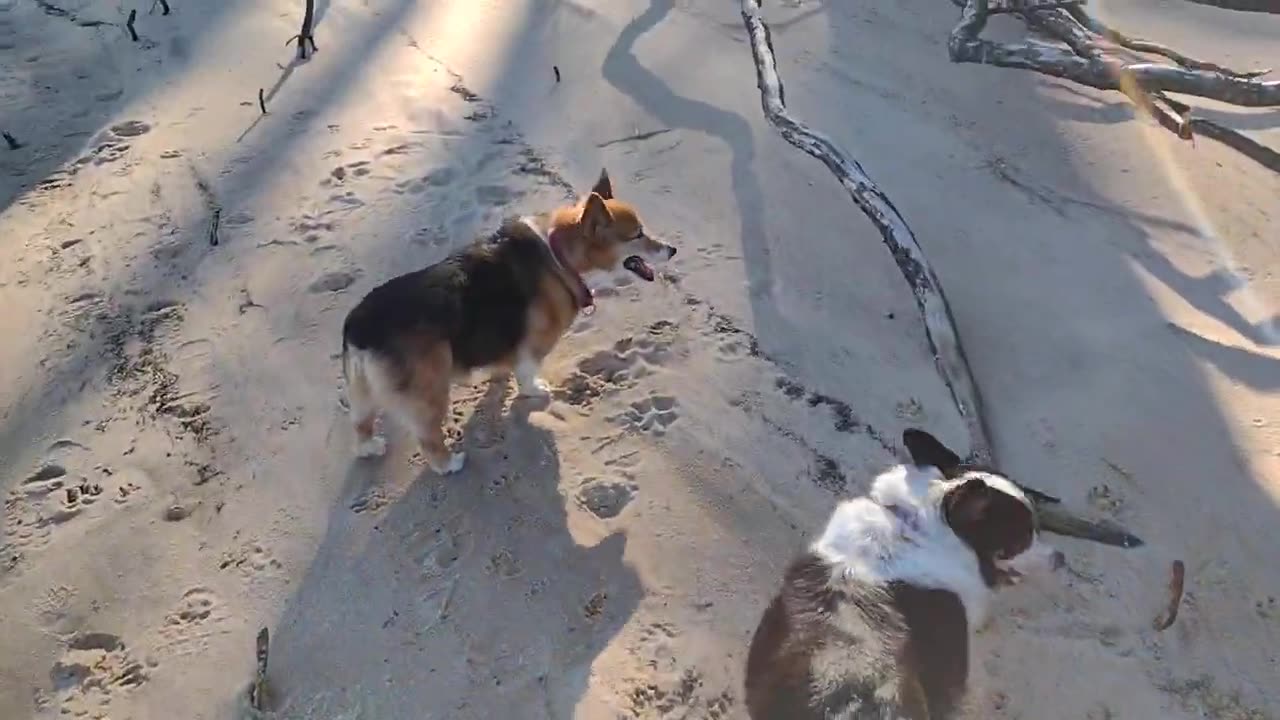 Hippy hoppy corgi butts!