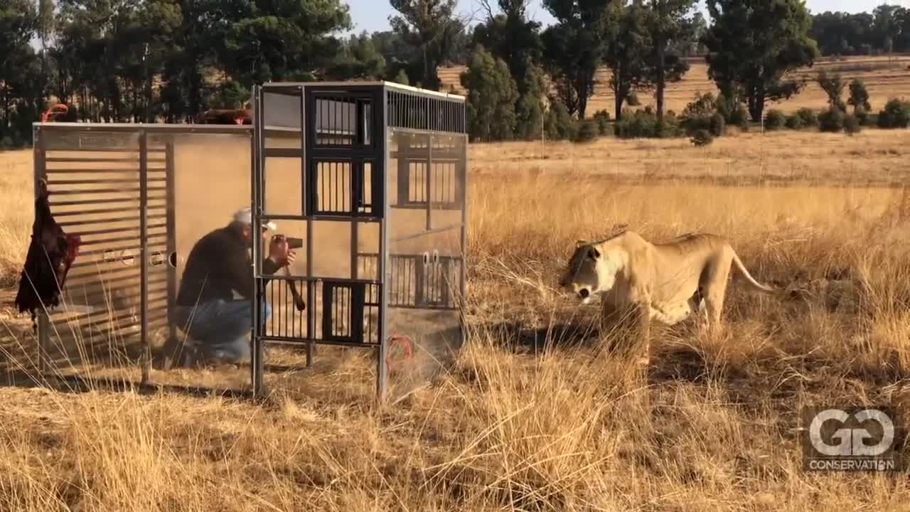 Human Lion Cage at GG Conservation