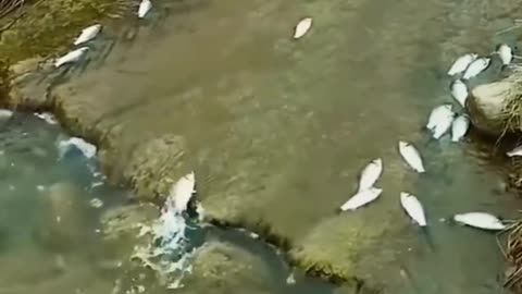 Writhing Fish